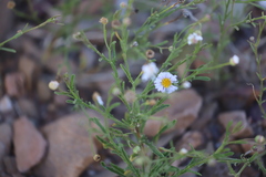 Brachyscome ciliaris