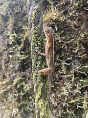 Anolis polylepis
