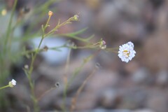 Brachyscome ciliaris
