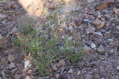 Brachyscome ciliaris