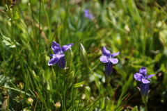 Gentianopsis