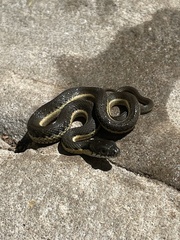 Thamnophis hammondii