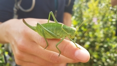 Polysarcus denticauda