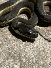 Thamnophis hammondii