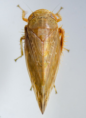 Acinopterus
