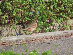 Emberiza cioides