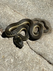 Thamnophis hammondii