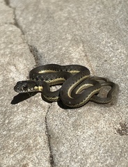 Thamnophis hammondii