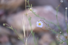 Brachyscome ciliaris