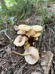 Desarmillaria