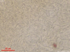 Crocicreas coronatum