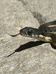 Thamnophis hammondii