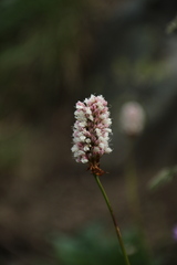 Bistorta bistortoides