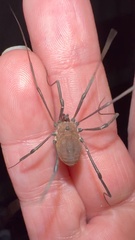 Hadrobunus maculosus