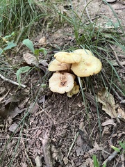Desarmillaria