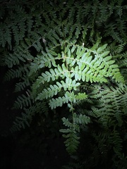 Pteridium aquilinum pubescens