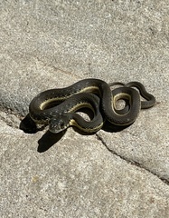 Thamnophis hammondii