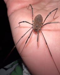 Hadrobunus maculosus