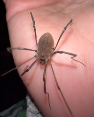 Hadrobunus maculosus