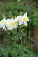 Aquilegia coerulea