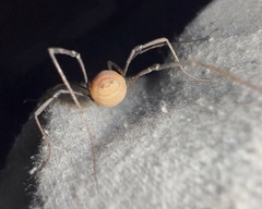 Hadrobunus maculosus