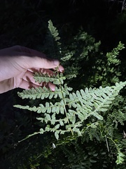 Pteridium aquilinum pubescens
