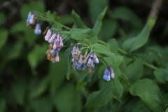 Mertensia