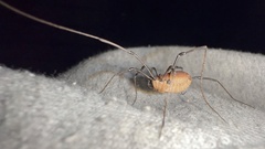 Hadrobunus maculosus