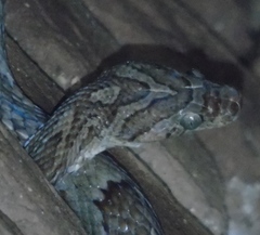 Trimorphodon paucimaculatus