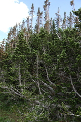 Abies lasiocarpa
