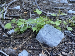 Brickellia grandiflora