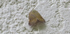Ricania sublimata