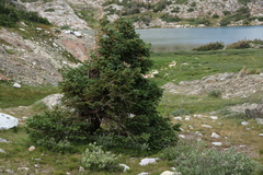 Picea engelmannii