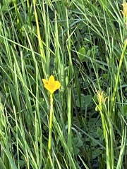 Zephyranthes pulchella