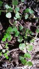 Chrysosplenium americanum