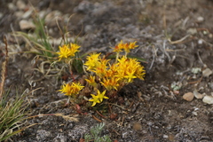 Sedum lanceolatum
