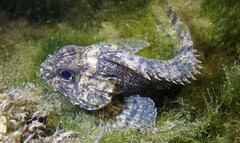 Centropogon australis
