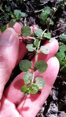 Chrysosplenium americanum