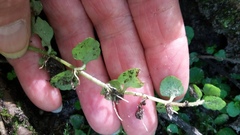 Chrysosplenium americanum