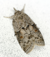 Nycteola