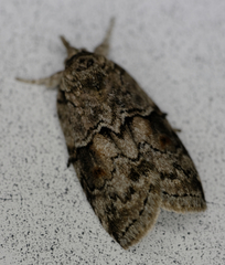 Nycteola