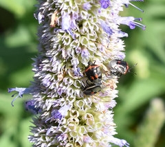 Cosmopepla lintneriana