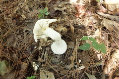 Amanita polypyramis
