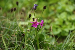 Primula parryi
