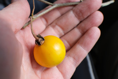 Solanum campylacanthum