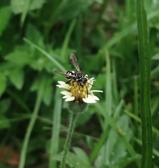 Triepeolus