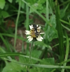 Triepeolus