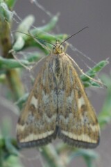 Loxostege munroealis