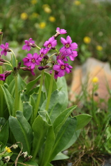 Primula parryi