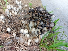Coprinopsis variegata